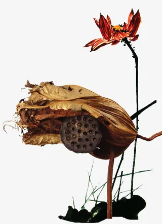 秋天枯萎元素免抠