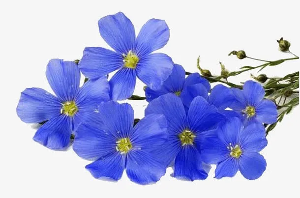 亚麻籽花免抠