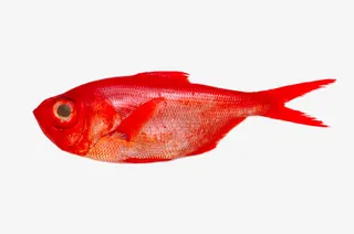 高清鲜活大红鱼免抠
