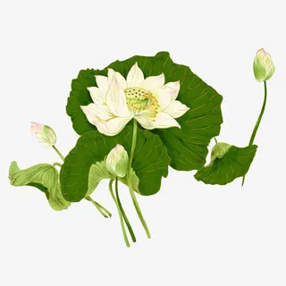 工笔画莲花免抠