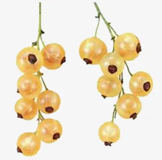 黄色灯笼果免抠