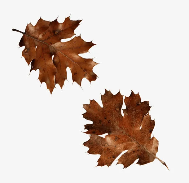 两片干枯的黄叶免抠