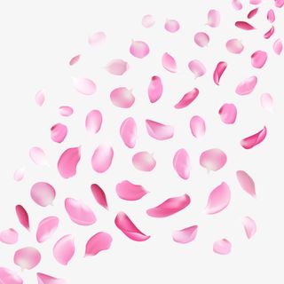 玫瑰花瓣飘洒免抠