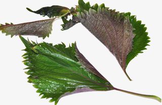 紫苏的叶子免抠