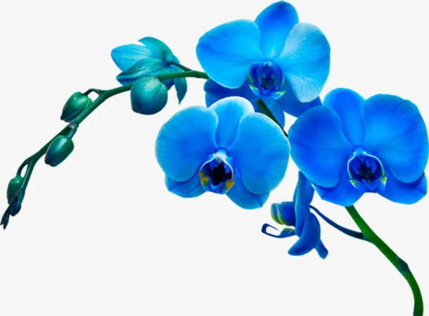 蓝色兰花花枝免抠