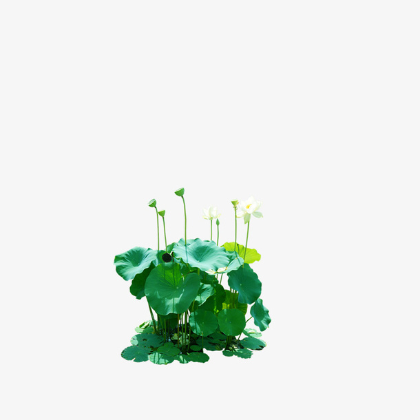 荷叶免抠