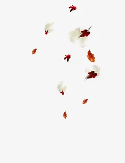 漂亮飘落的花朵免抠