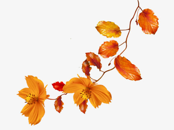 花卉素材免抠