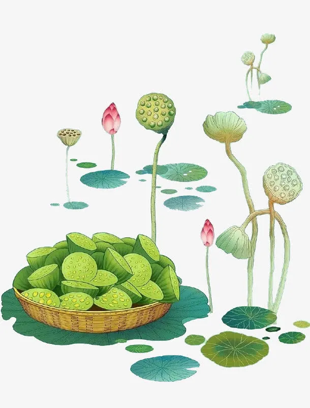 莲子免抠