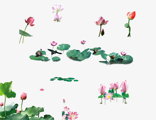 荷花荷叶02免抠