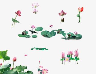 荷花荷叶02免抠