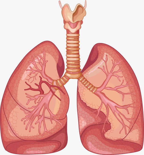 肺部功能设计免抠