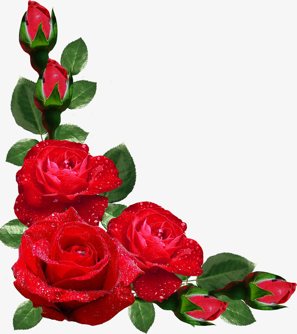 国画花卉素材花卉矢量素材免抠