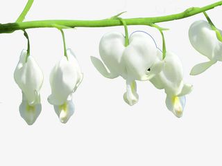 高清丁香花免抠