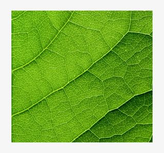叶子底纹背景