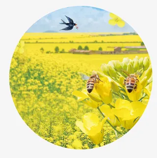 小清新春天你好油菜花风景插画免抠