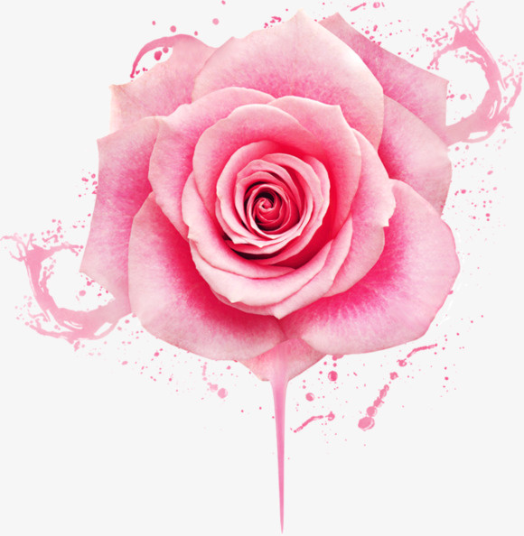 玫瑰花 花瓣 粉色玫瑰花免抠
