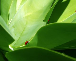 树叶,树木,大树,免抠