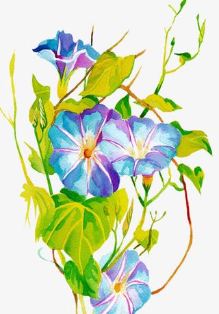 水彩手绘蓝色牵牛花免抠