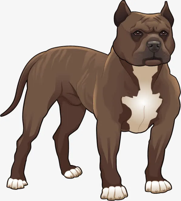 斗牛犬图像免抠
