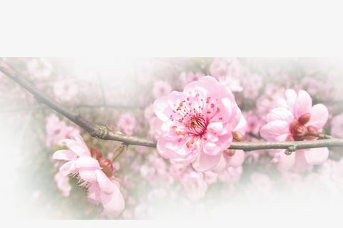 春天 草地 桃花 梨花 渐变透明元素31免抠背景场景背景元素