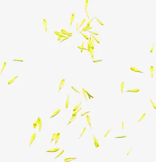 黄色清新花瓣漂浮素材免抠