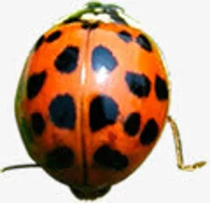 可爱春天瓢虫造型免抠装饰动物元素