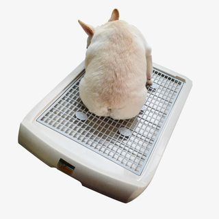 小狗狗如厕狗狗厕所便池尿盆实物免抠