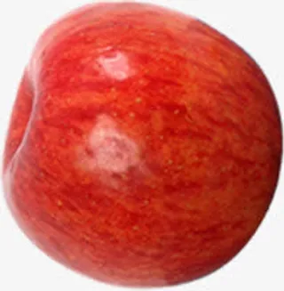 学生作品红富士苹果免抠