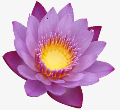 紫色花朵免抠