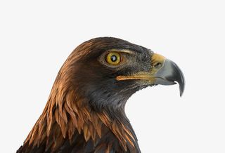 创意动物头像设计鹰免抠