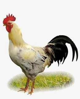 清晰的大公鸡免抠