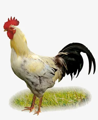 清晰的大公鸡免抠