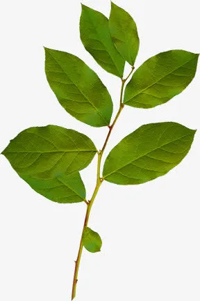 树枝免抠