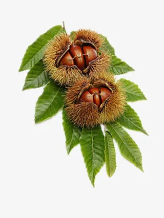 实物板栗免抠