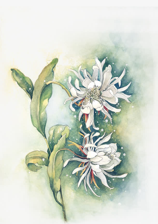 水彩菊花免抠
