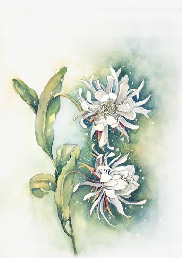水彩菊花免抠