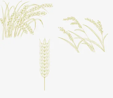 金色麦穗免抠