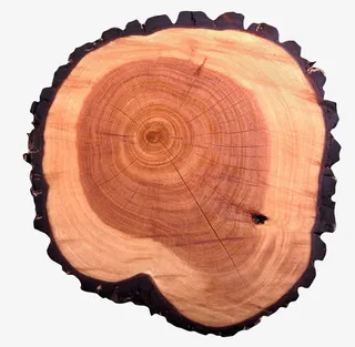 红色表面裂纹带皮的木头截面实物免抠