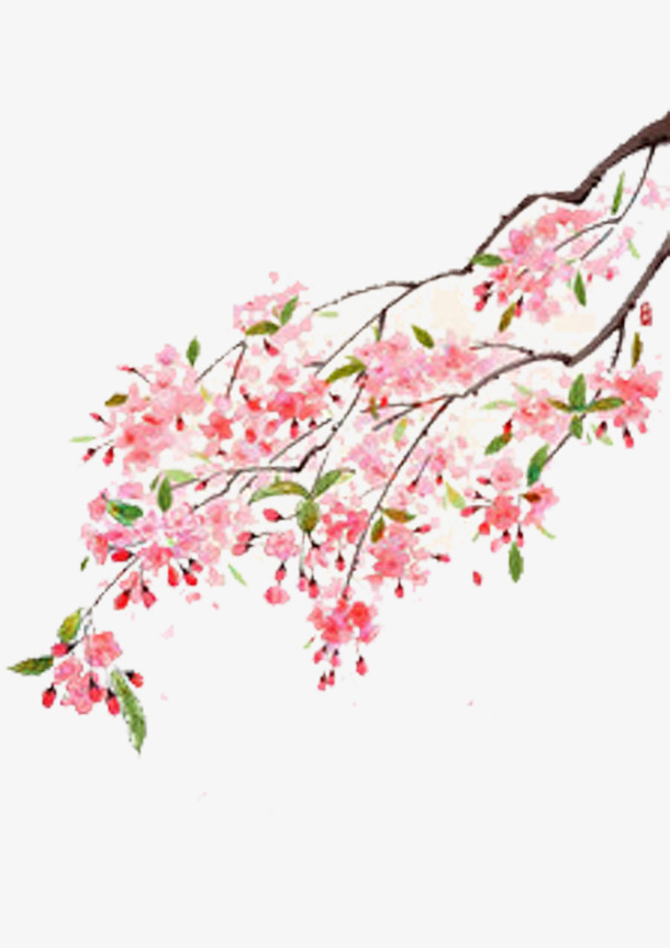 树枝上的樱花图片素材免抠