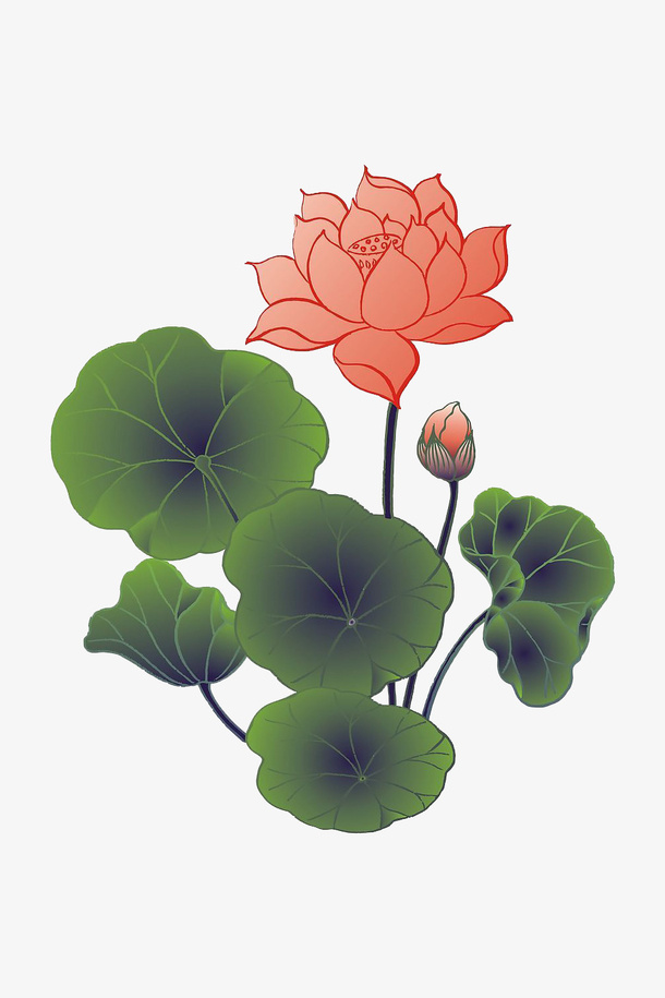 荷花荷叶免抠素材免抠