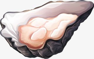 矢量手绘美味生蚝免抠