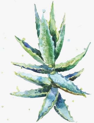 水彩芦荟免抠