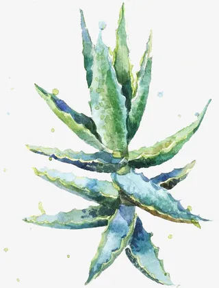 水彩芦荟免抠