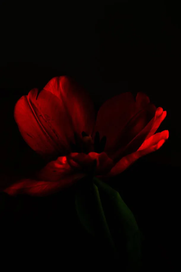红色热情花瓣高清免抠