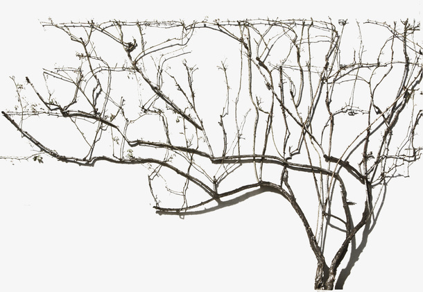 枯木树枝PNG素材06免抠