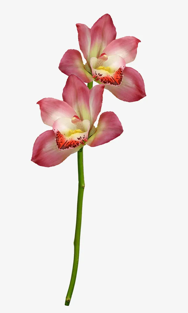 鲜花矢量素材手绘鲜花免抠