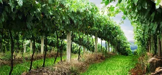 清新葡萄藤架林荫背景高清