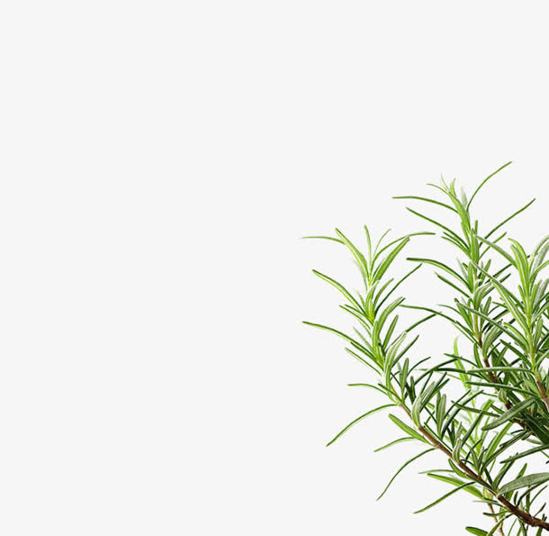 右下角绿色植物png素材免抠