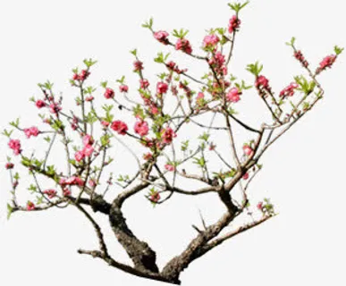 高清摄影春天的桃花开放免抠 高清摄影春天的桃花开放免抠